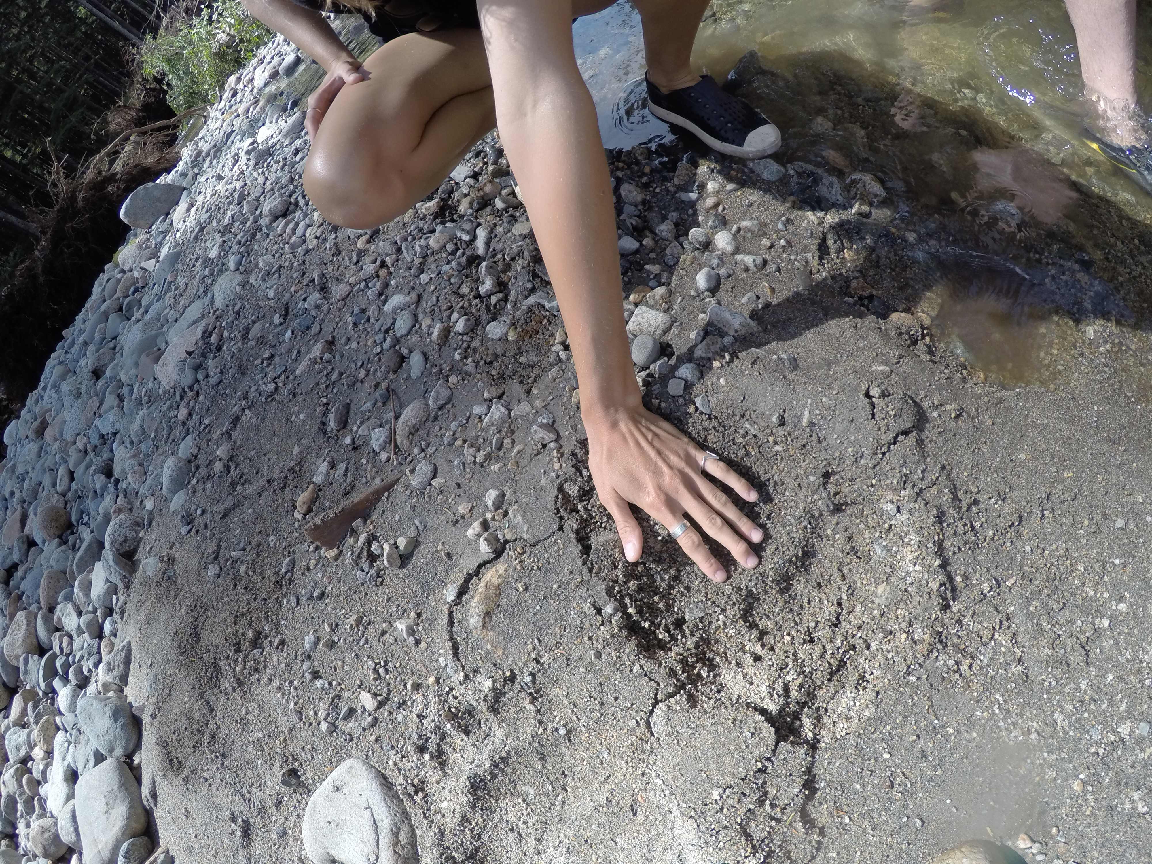 Oh look! A cute, fresh, massively-humongous grizzly paw print. Let's keep exploring! (Duh..)