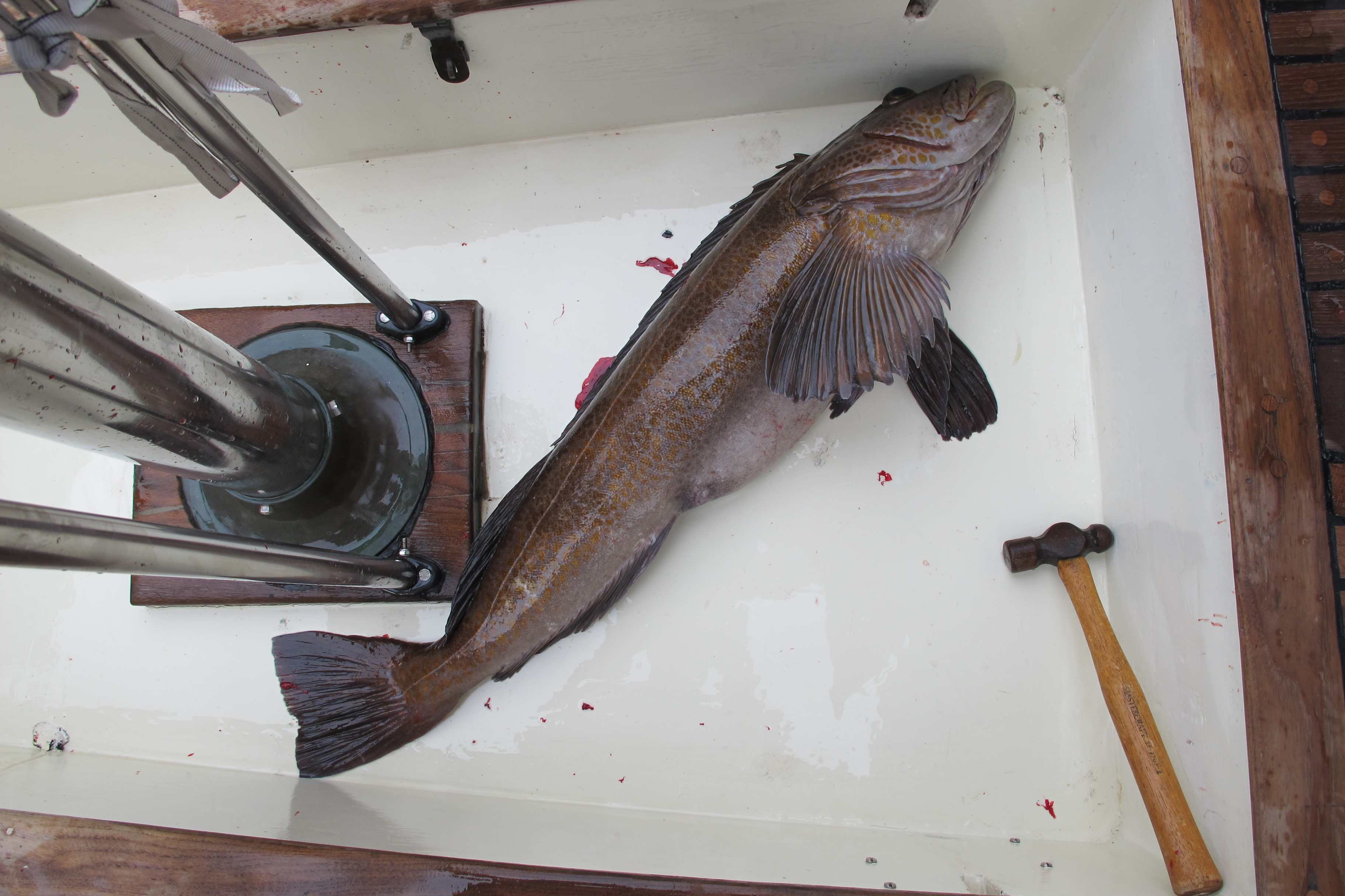 Our biggest Ling Cod of the trip. 17lbs. Still breaks my heart to end a life. 